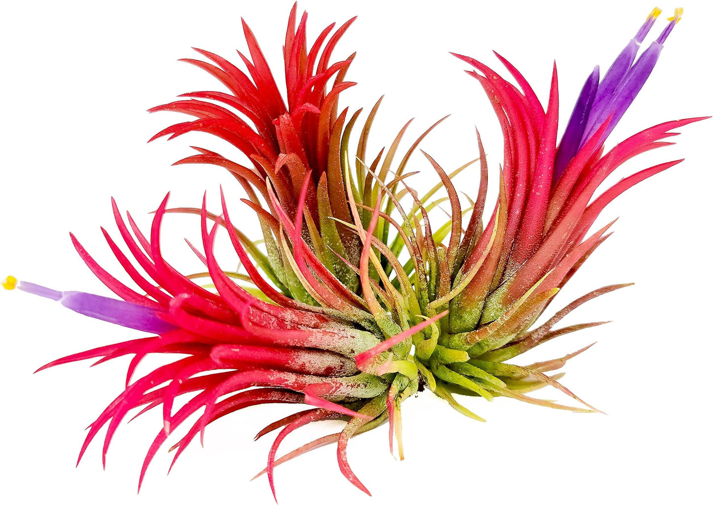 Small Air Plants