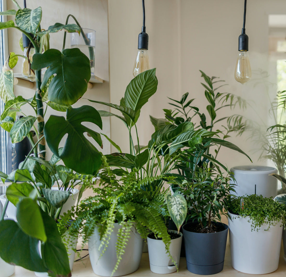 How Smart Plant Pots Are Revolutionizing Indoor Gardening