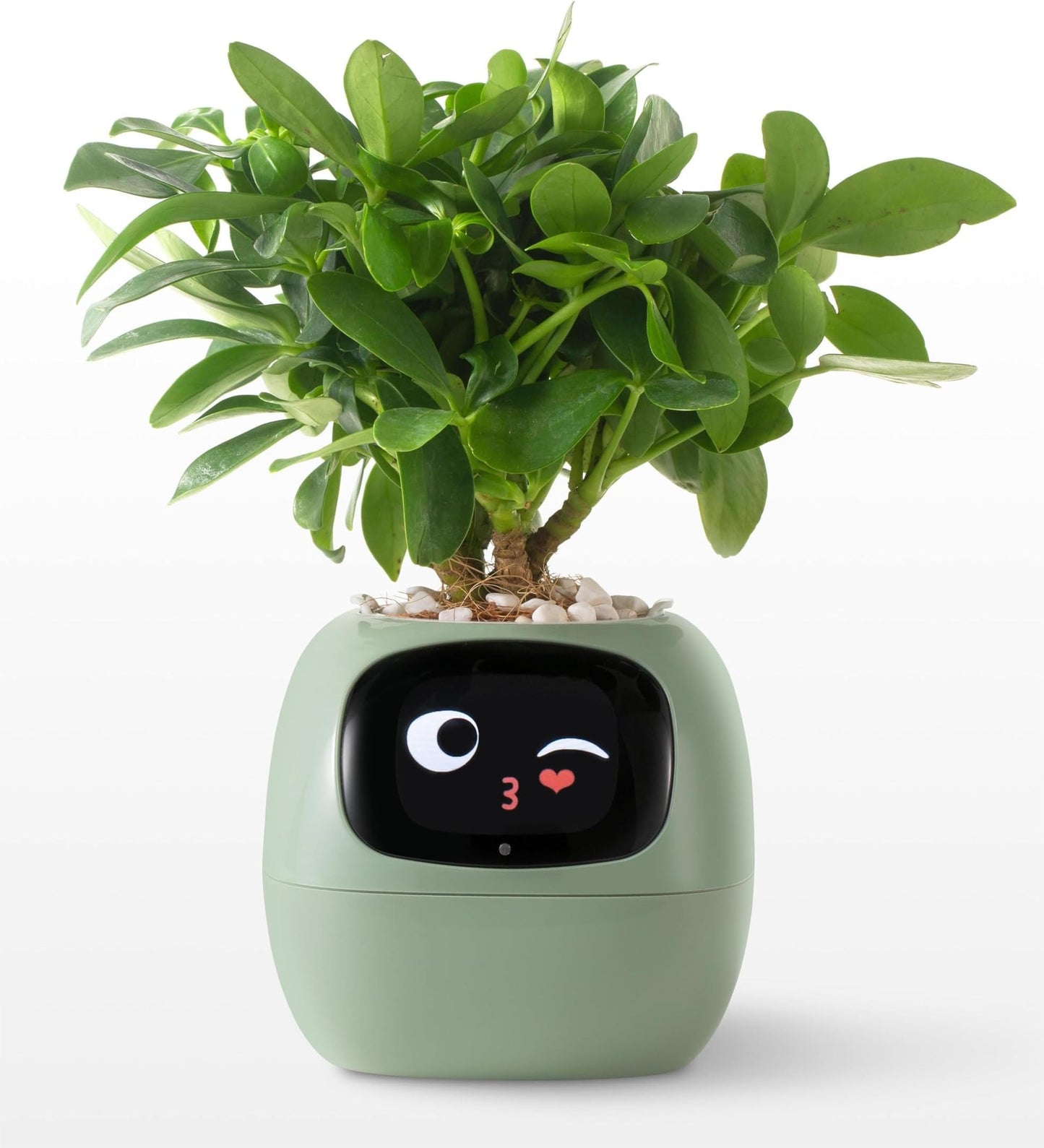 Masdio Smart flower pots, with artificial intelligence, weather temperature display and numerous expressive animations based on the environment, for interior decoration,