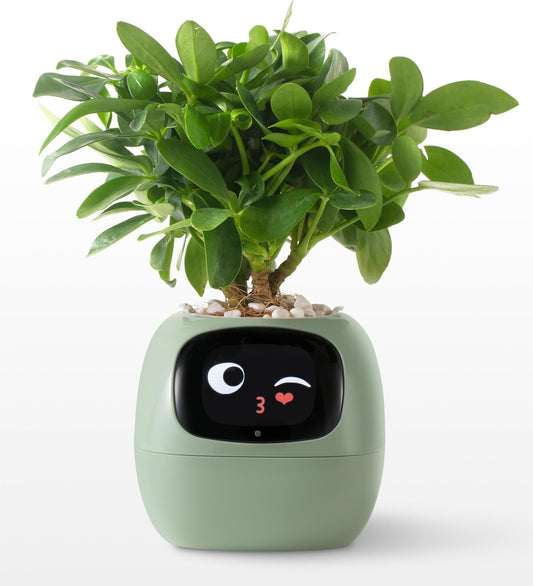 Masdio Smart flower pots, with artificial intelligence, weather temperature display and numerous expressive animations based on the environment, for interior decoration,