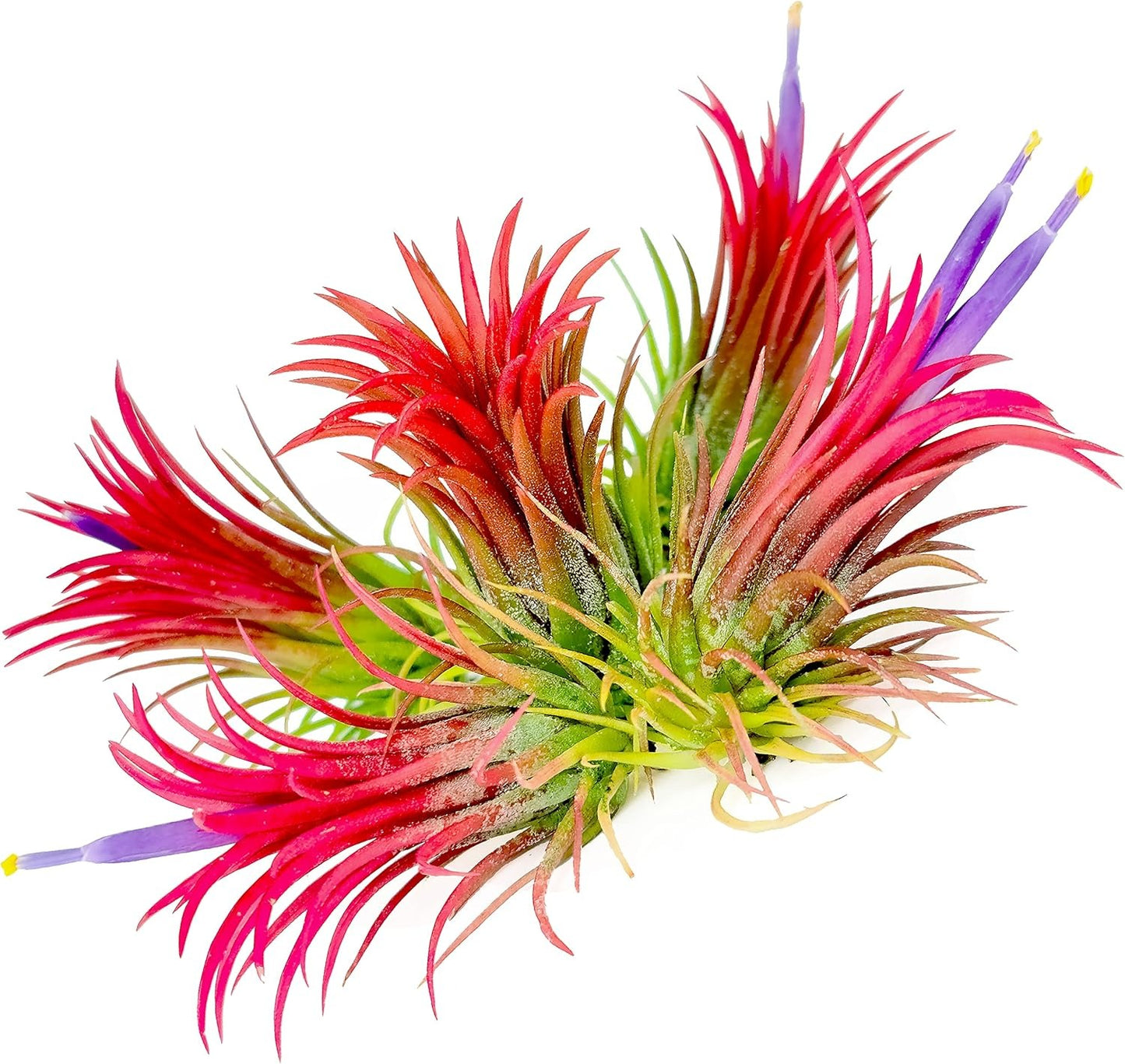 Small Air Plants
